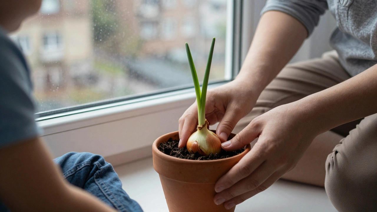 Родитель и ребёнок сажают лук на подоконнике.
